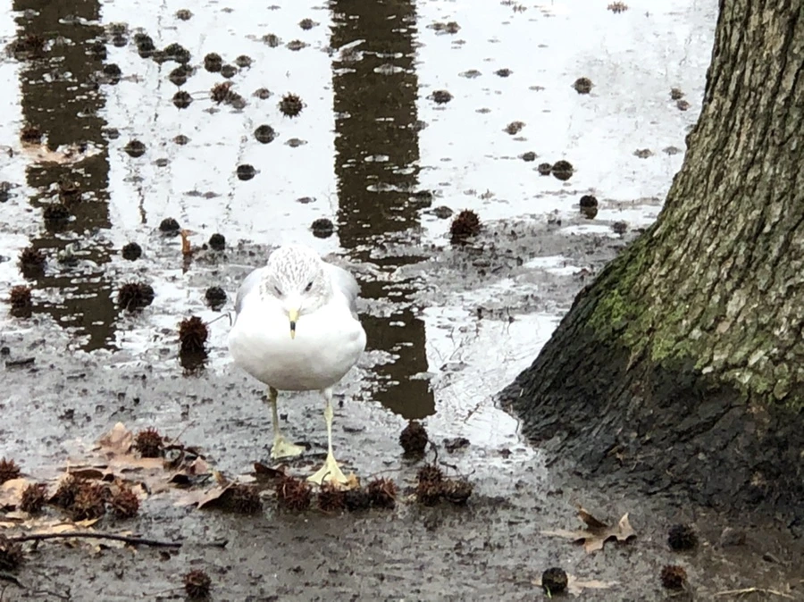 IMG_9454.jpg?type=w966