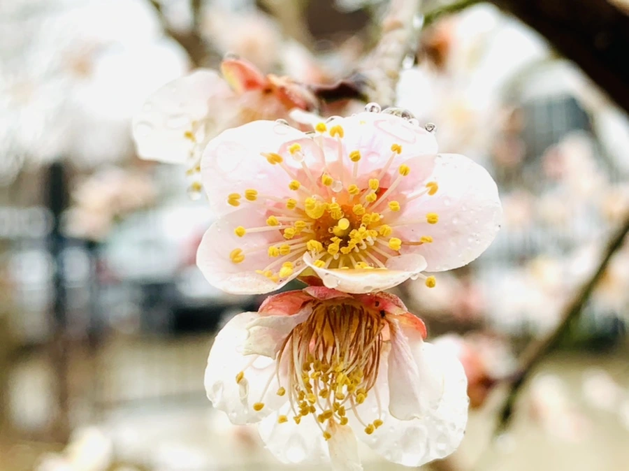 IMG_1776.jpg?type=w966