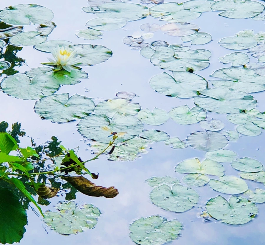 IMG_4930.jpg?type=w966