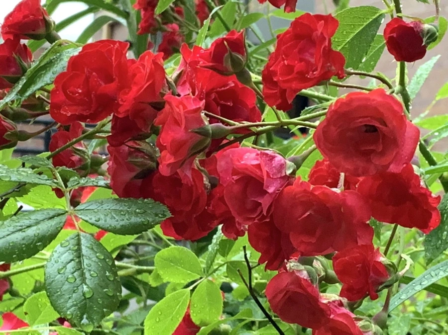 IMG_3486.jpg?type=w966