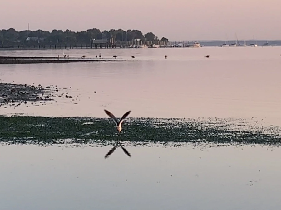 IMG_0166.jpg?type=w966