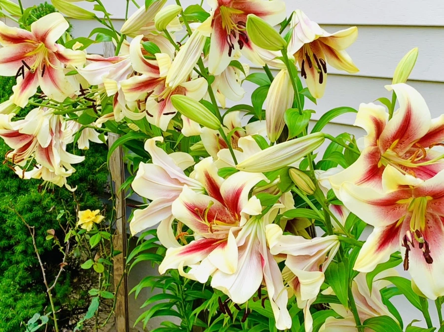 IMG_0669.jpg?type=w966