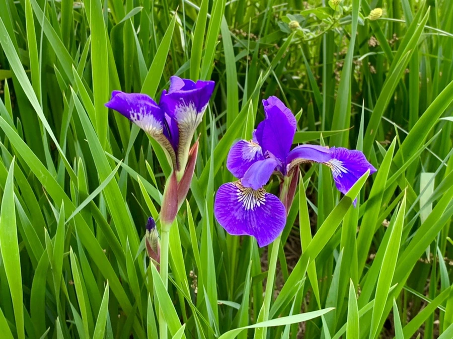 IMG_3407.jpg?type=w966