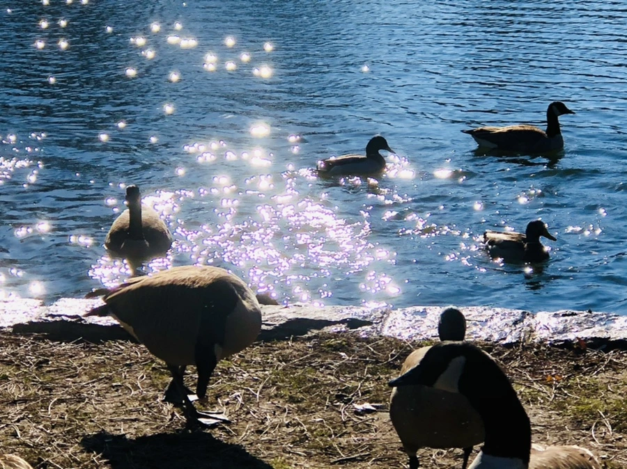 IMG_0223.jpg?type=w966