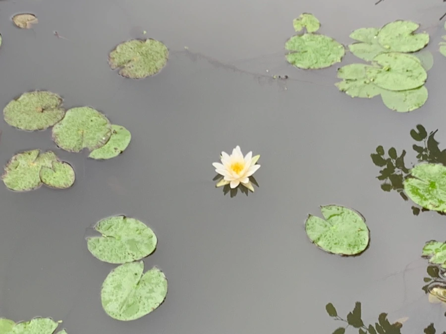 IMG_4859.jpg?type=w966