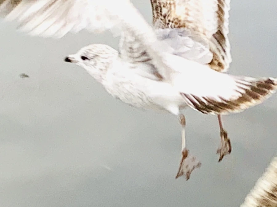 IMG_1748.jpg?type=w966