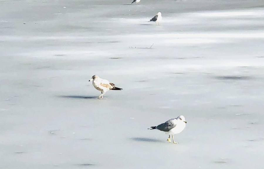 IMG_0182.jpg?type=w966