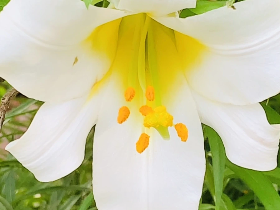 IMG_5647.jpg?type=w966