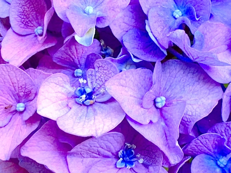 IMG_8773.jpg?type=w966