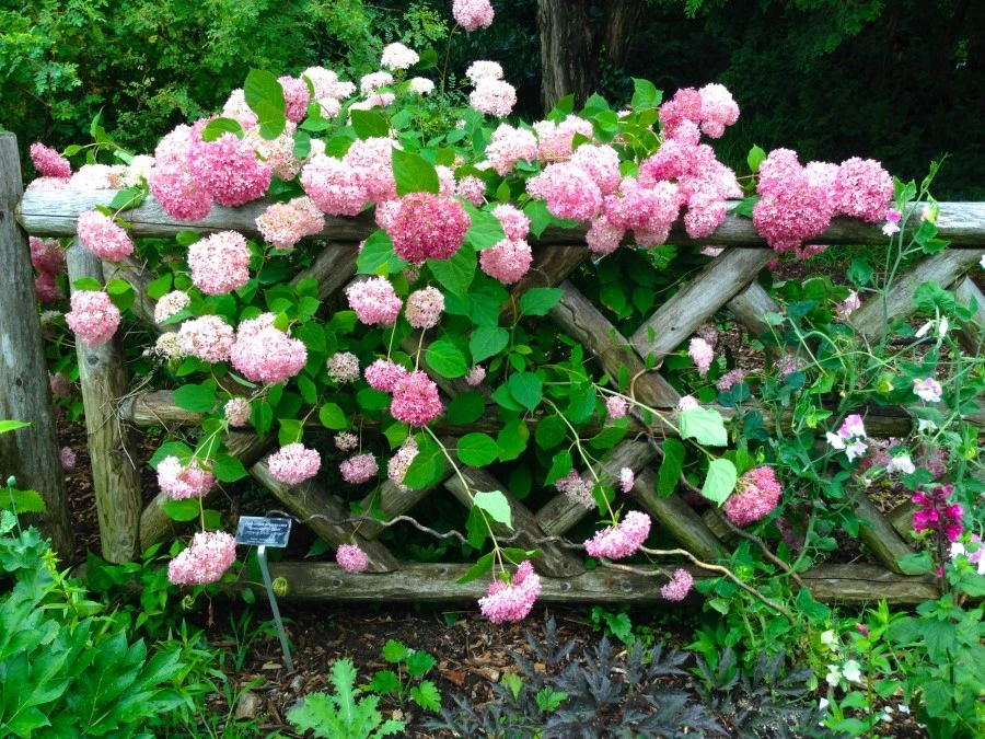 IMG_7477.JPG?type=w1