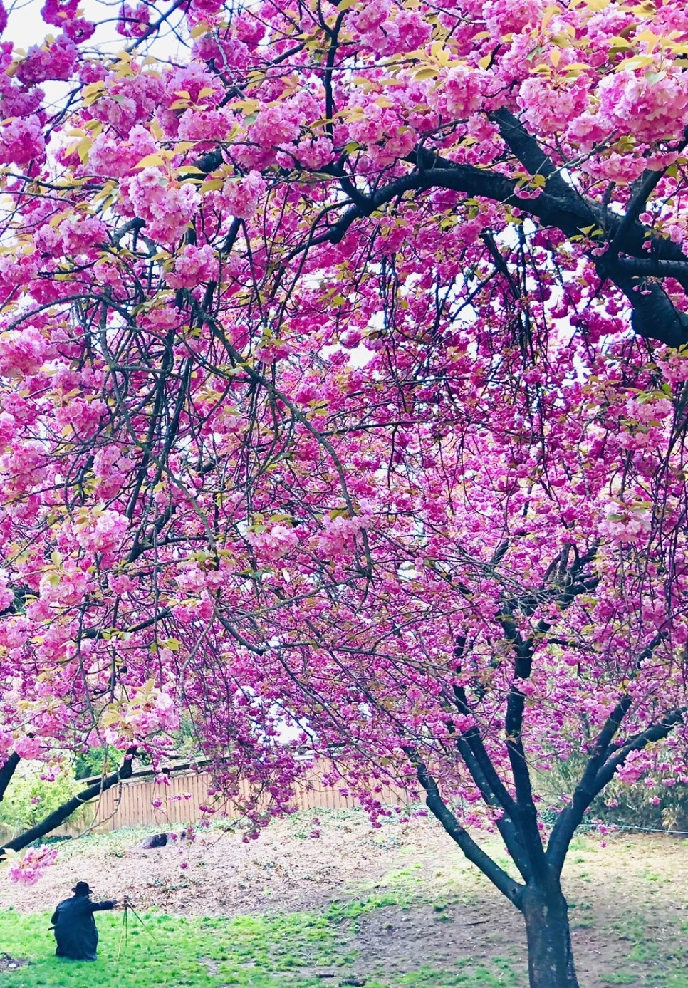 IMG_3687.jpg?type=w966