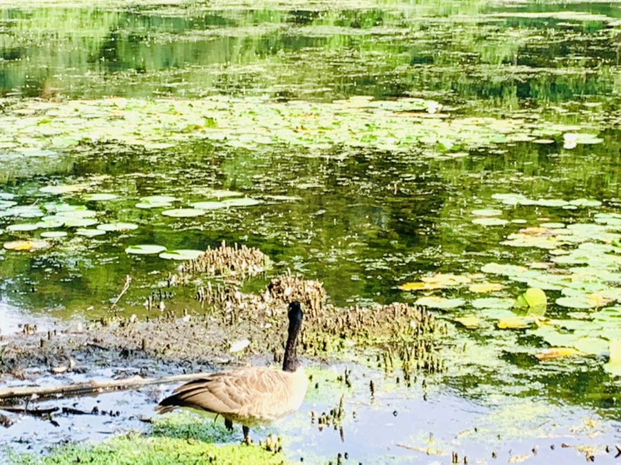 IMG_1224.jpg?type=w966