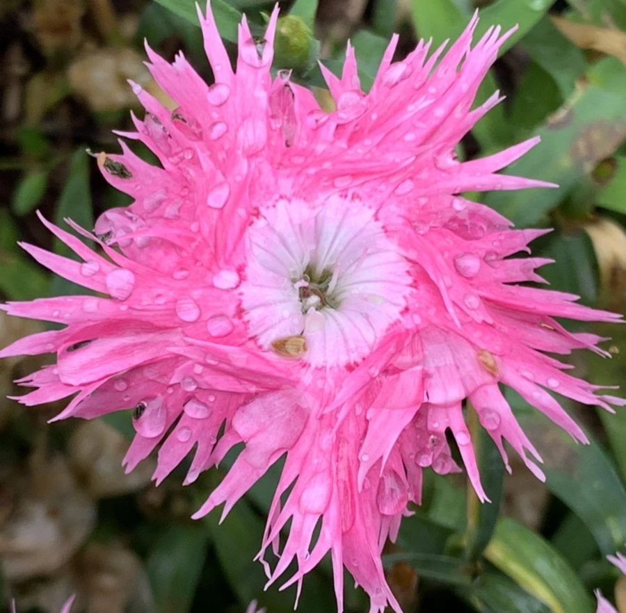 IMG_1029.jpg?type=w966