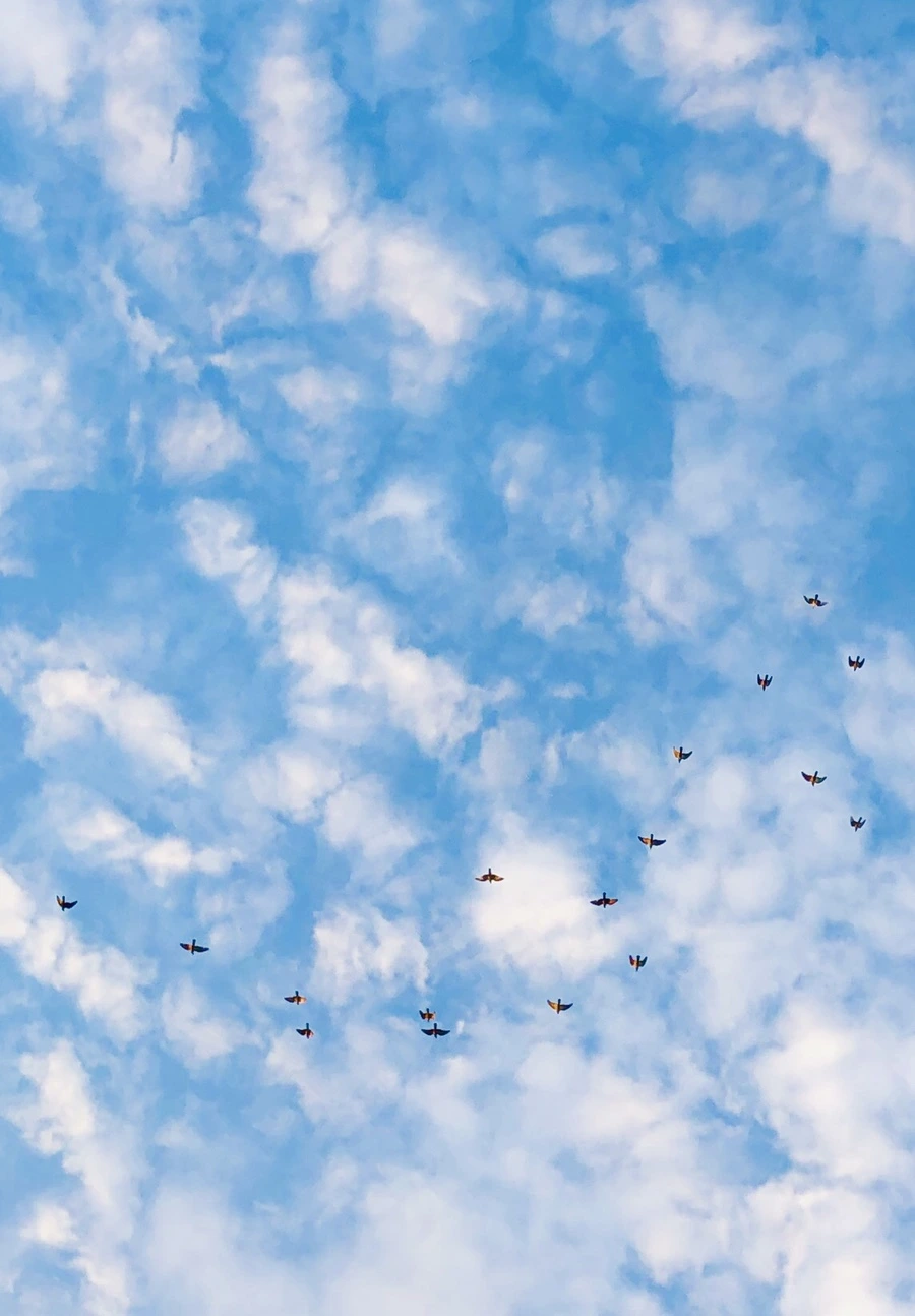 IMG_3732.jpg?type=w966