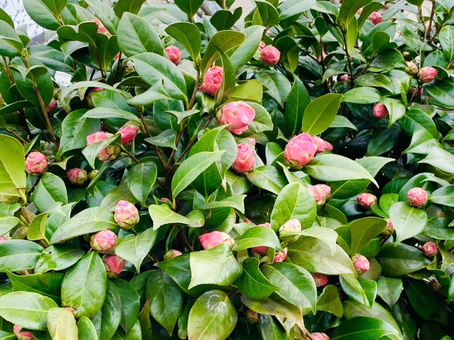 IMG_6686.jpg?type=w966