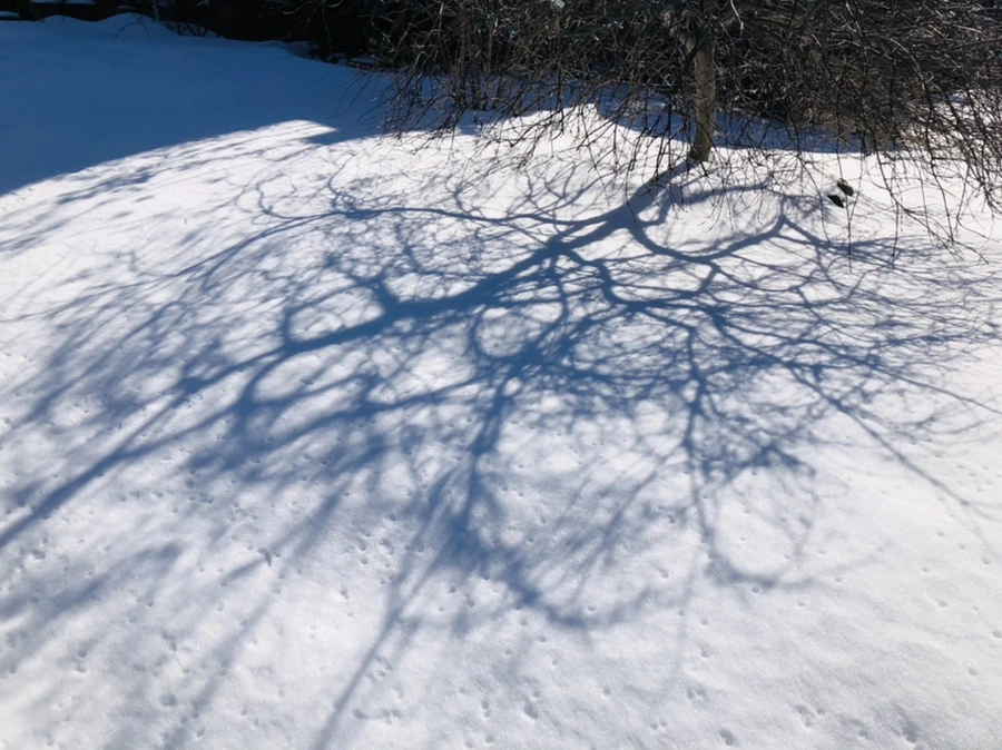 IMG_3924.jpg?type=w966