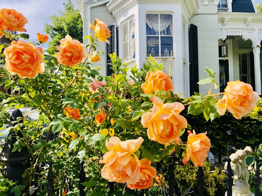 IMG_7484.jpg?type=w966