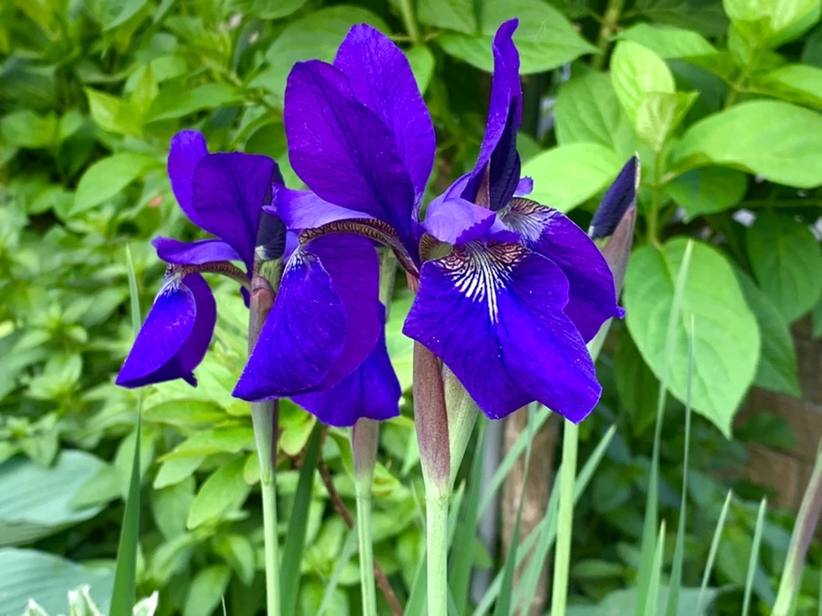 IMG_4507.jpg?type=w966