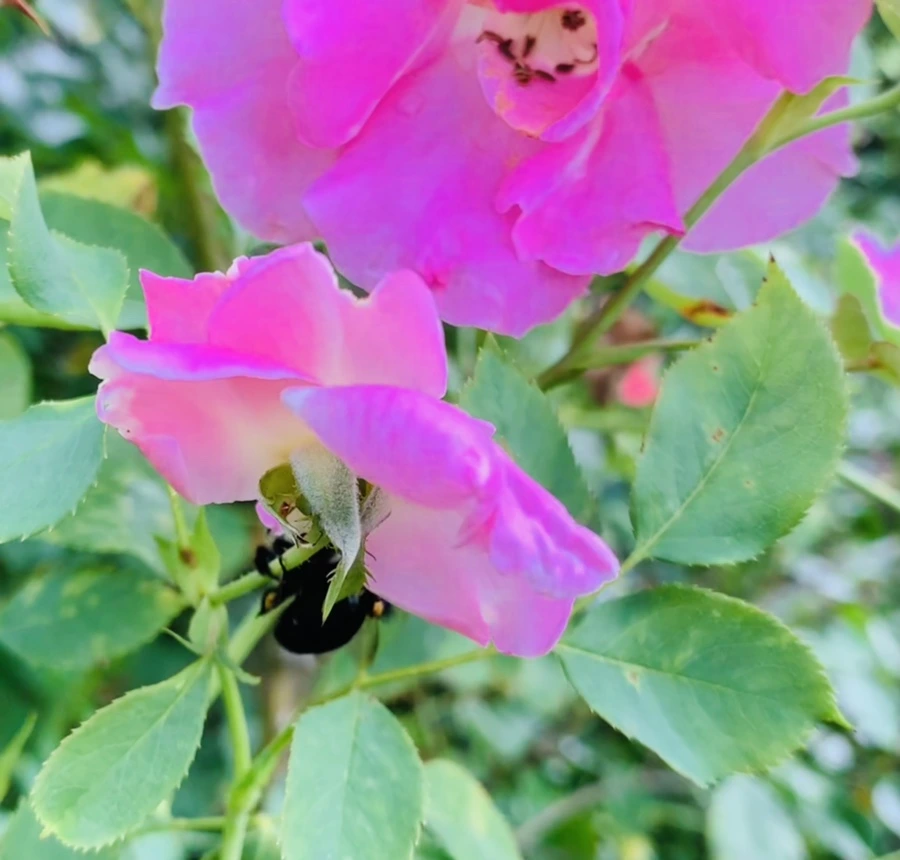 IMG_8757.jpg?type=w966