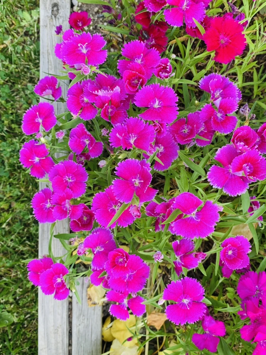 IMG_4050.jpg?type=w966