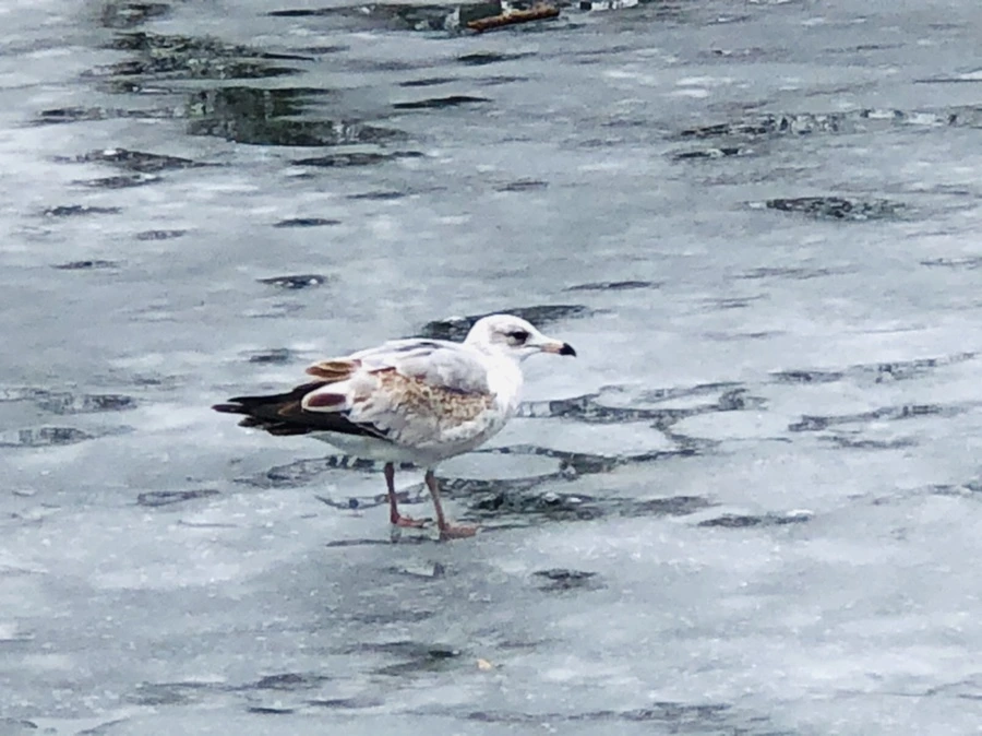 IMG_6384.jpg?type=w966