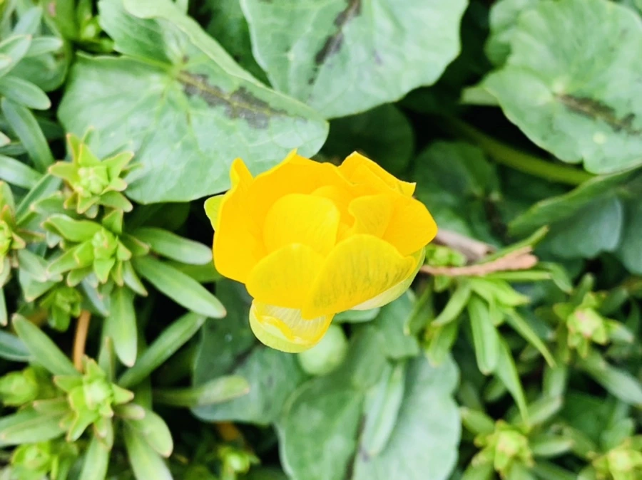 IMG_3501.jpg?type=w966