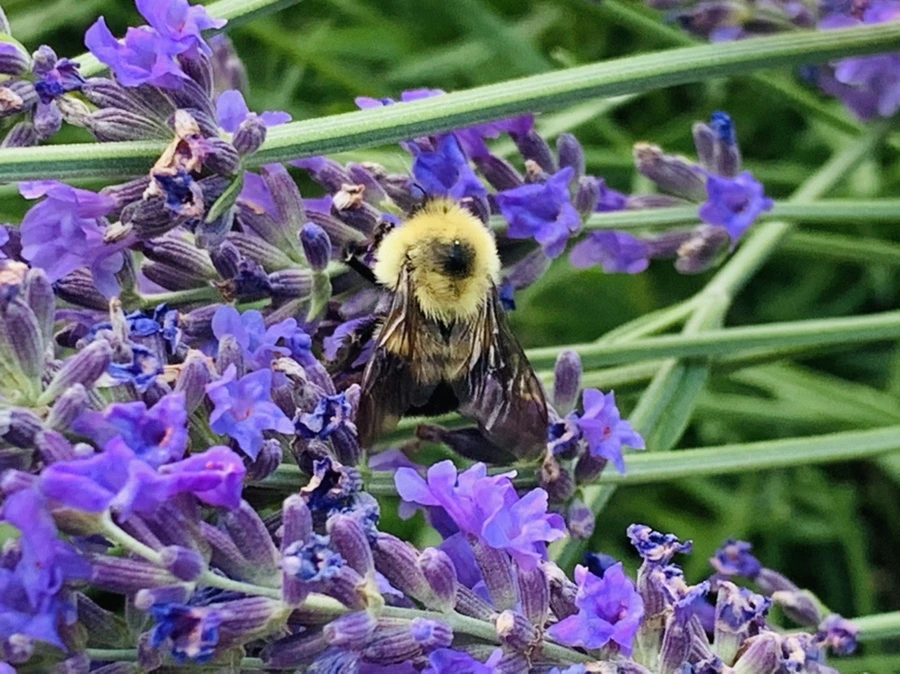 IMG_0871.jpg?type=w966