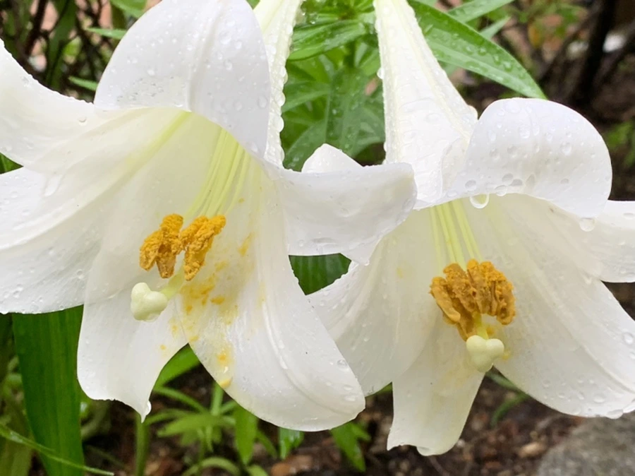 IMG_0089.jpg?type=w966