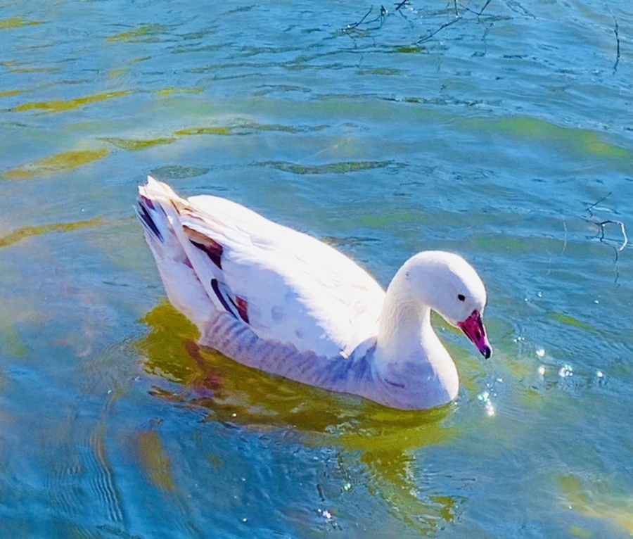 IMG_9119.jpg?type=w966