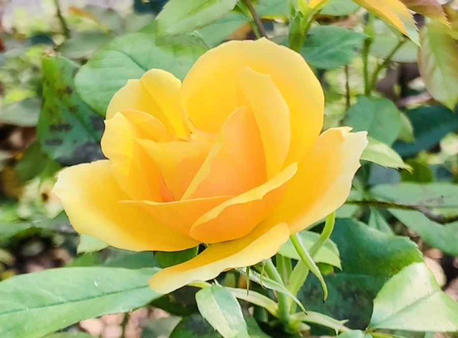 IMG_1206.jpg?type=w966