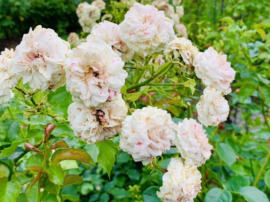 IMG_0439.jpg?type=w966