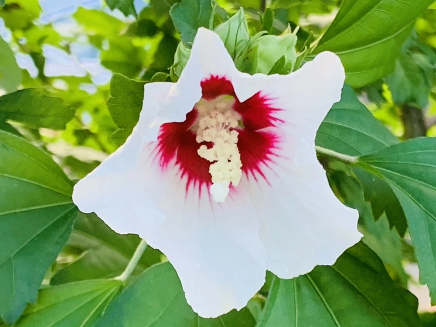 IMG_7041.jpg?type=w966