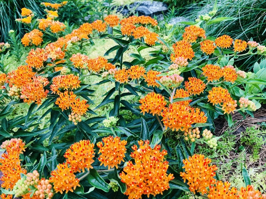 IMG_0219.jpg?type=w966