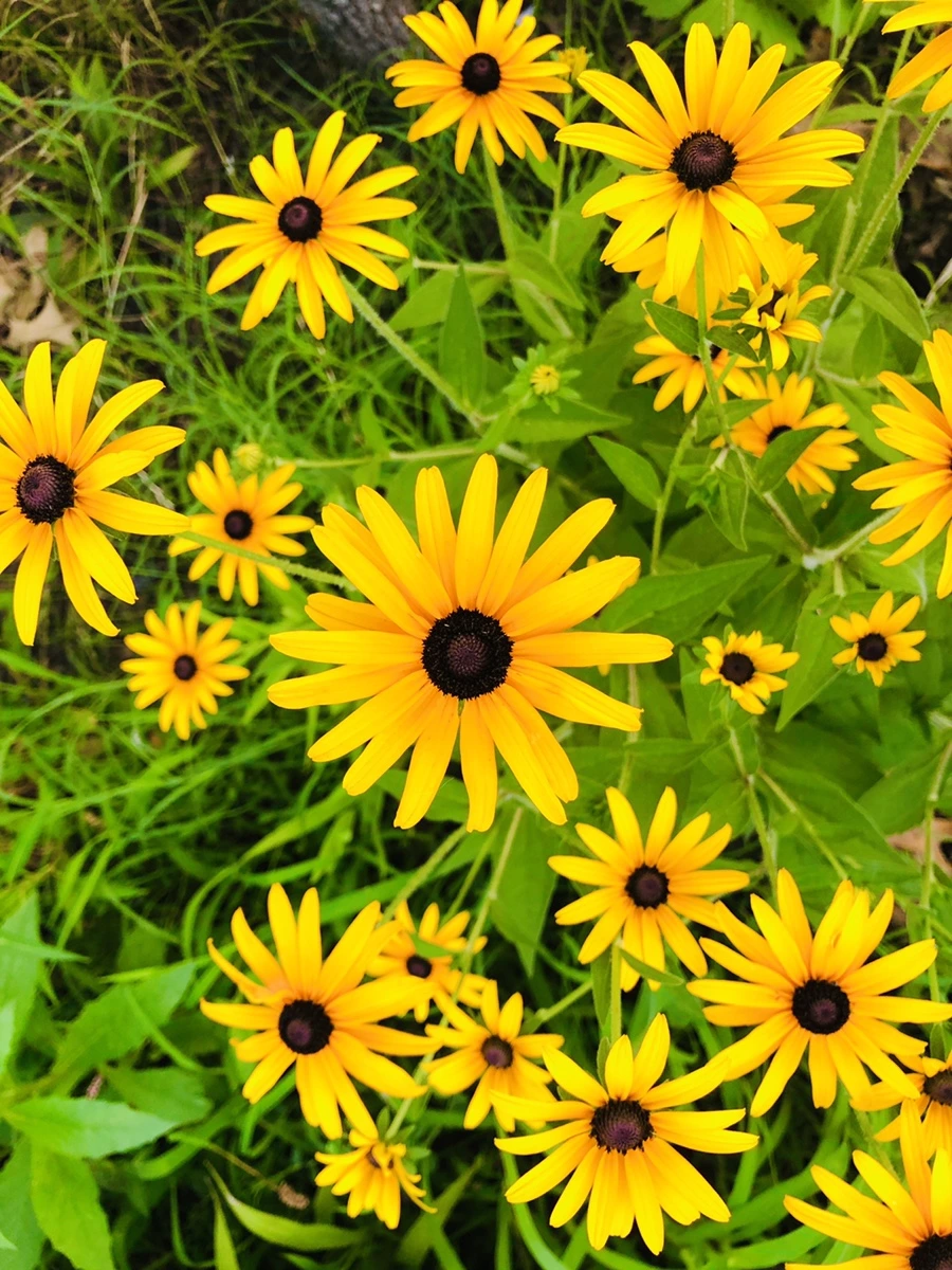 IMG_4461.jpg?type=w966