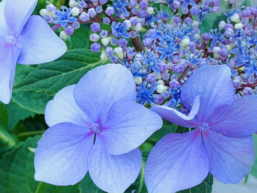 IMG_6297.jpg?type=w966