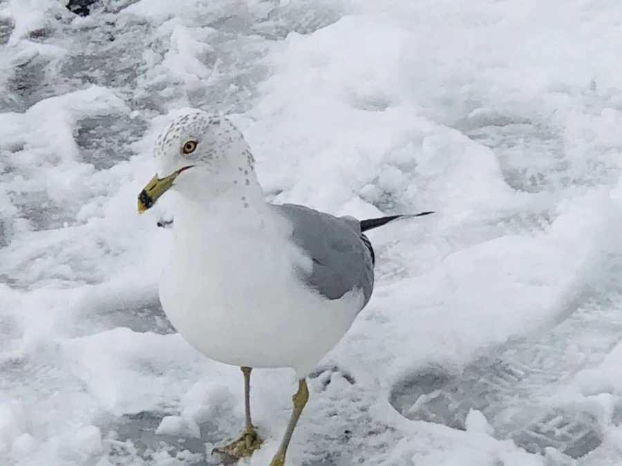 IMG_3802.jpg?type=w966