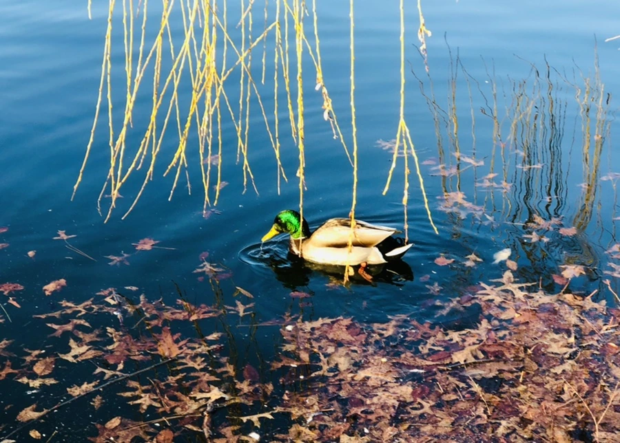 IMG_4255.jpg?type=w966