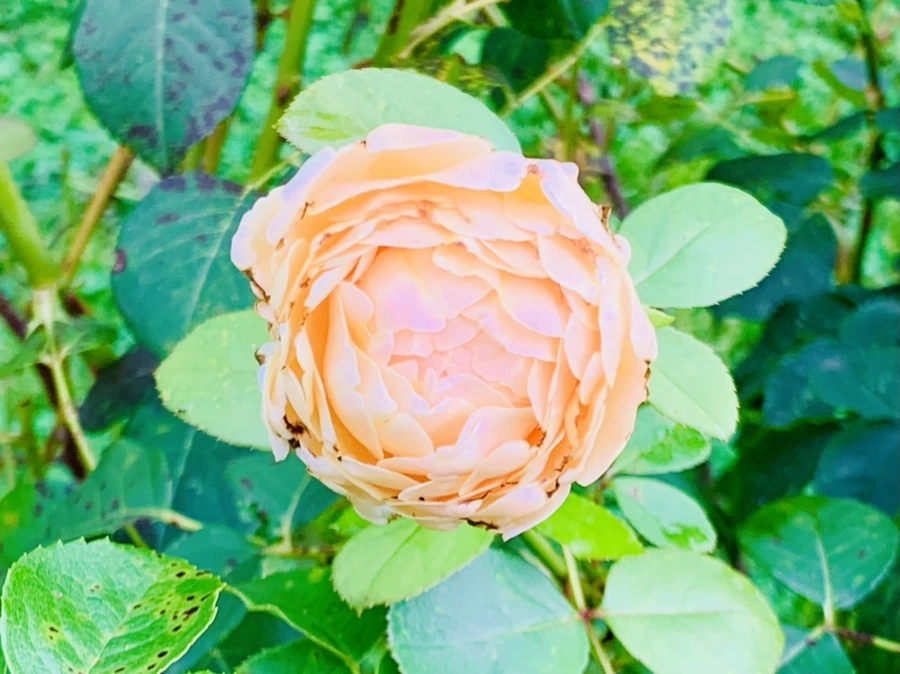 IMG_8736.jpg?type=w966