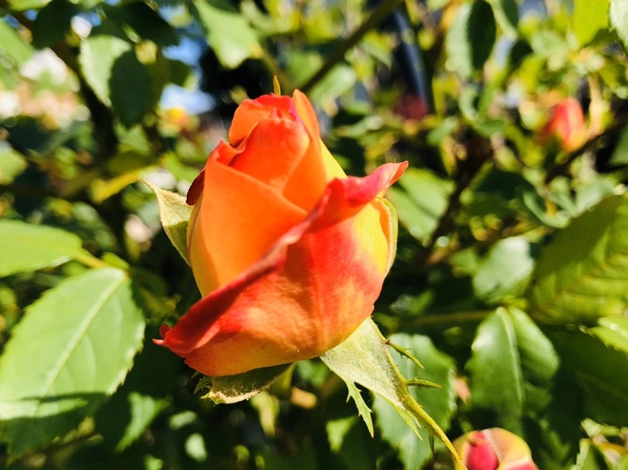 5SueIFDG-ihQjtD2HibkvQ1ioMc