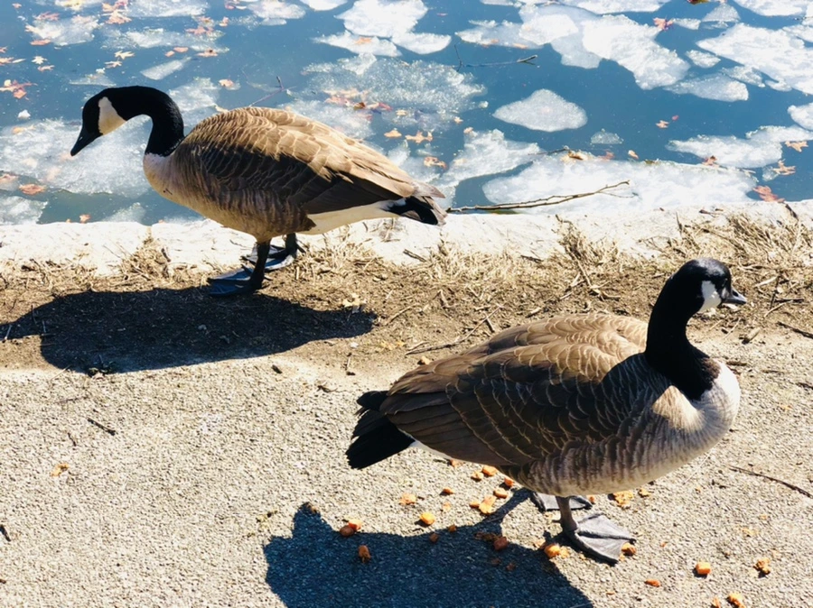 IMG_5105.jpg?type=w966