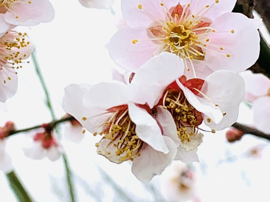 IMG_3677.jpg?type=w966