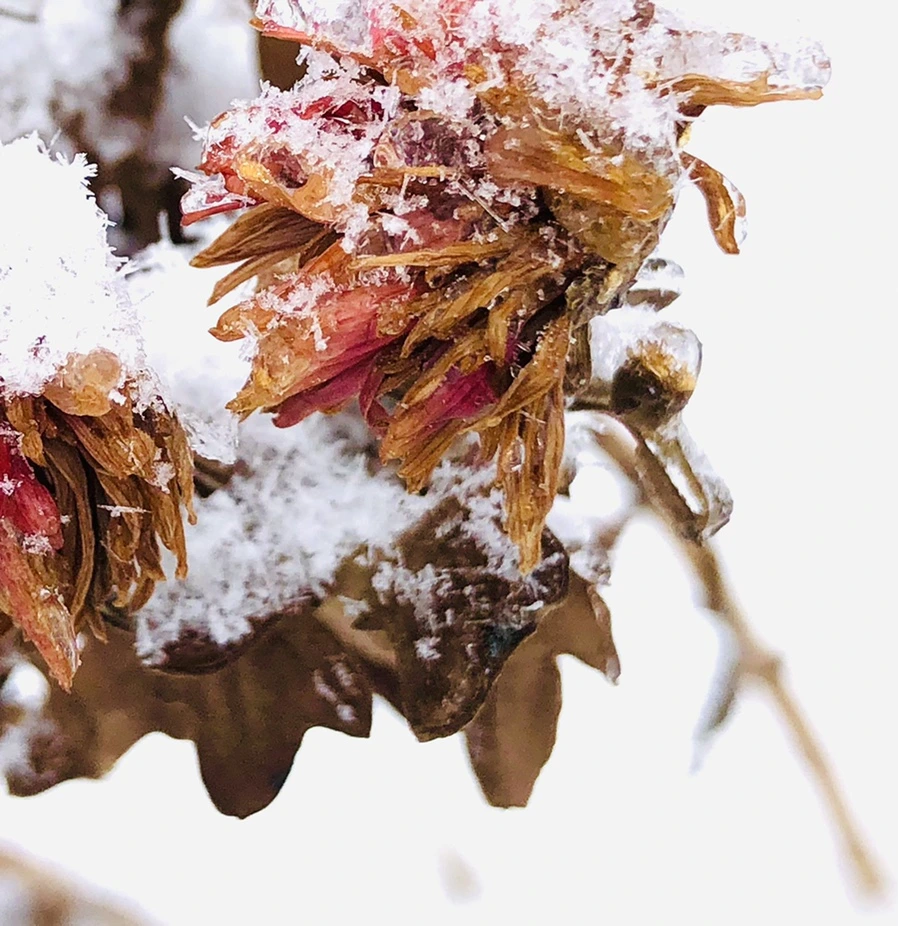 IMG_3441.jpg?type=w966