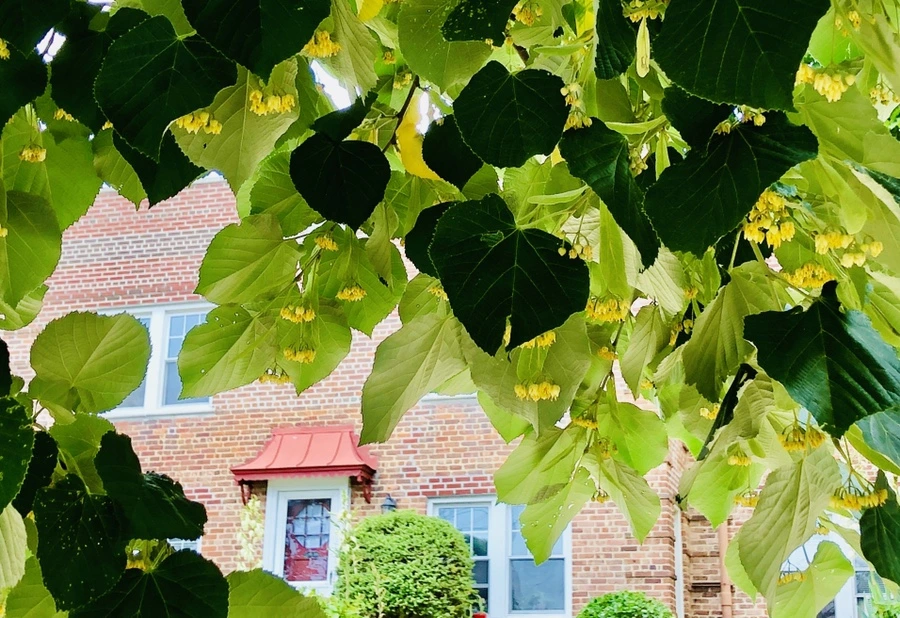 IMG_0581.jpg?type=w966