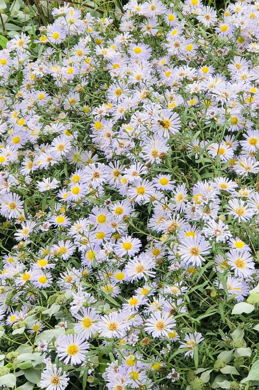 IMG_1268.jpg?type=w966