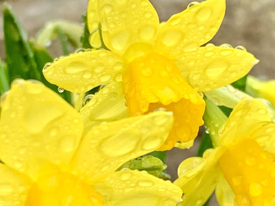 IMG_3724.jpg?type=w966