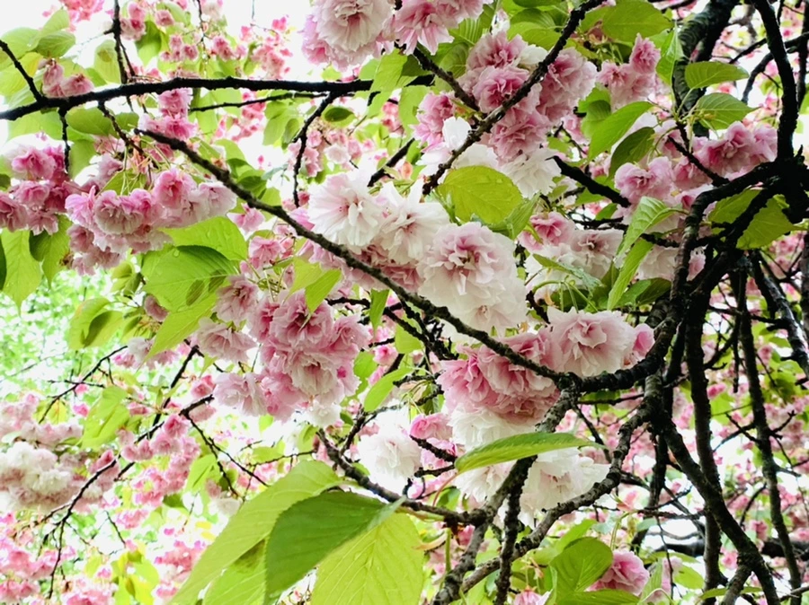 IMG_0240.jpg?type=w966