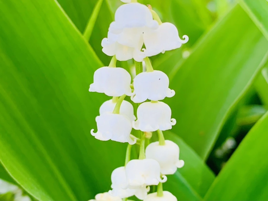 IMG_2148.jpg?type=w966