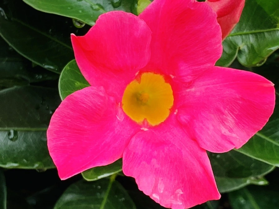 IMG_9049.jpg?type=w966