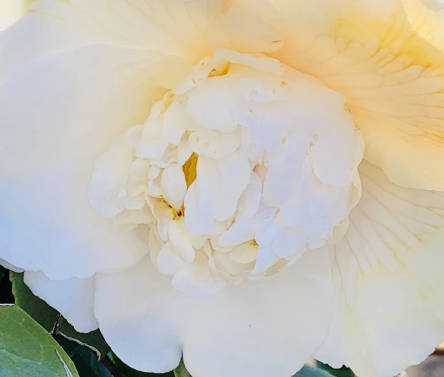 IMG_7535.jpg?type=w966