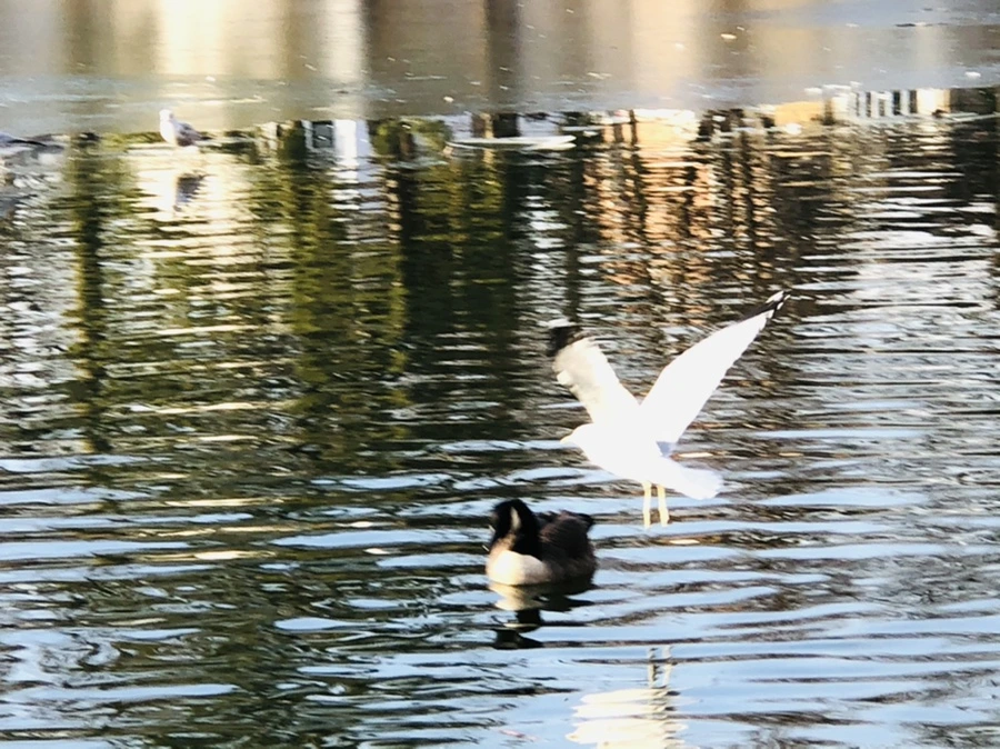 IMG_2674.jpg?type=w966